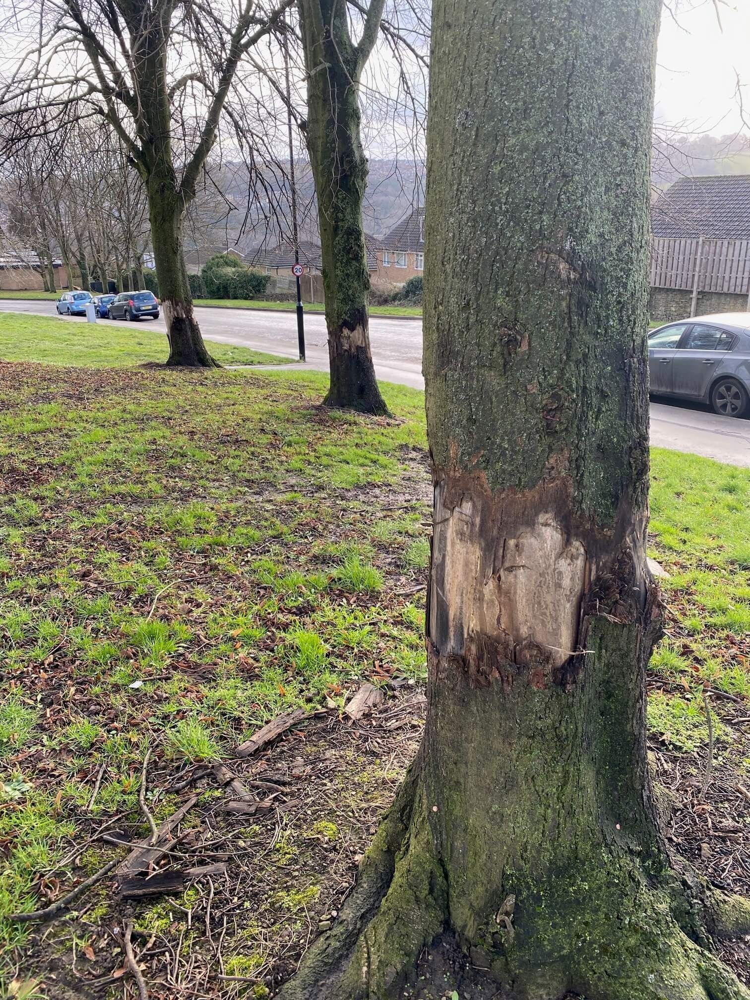 Ring Barking Damage to Trees Spotted in Sheffield