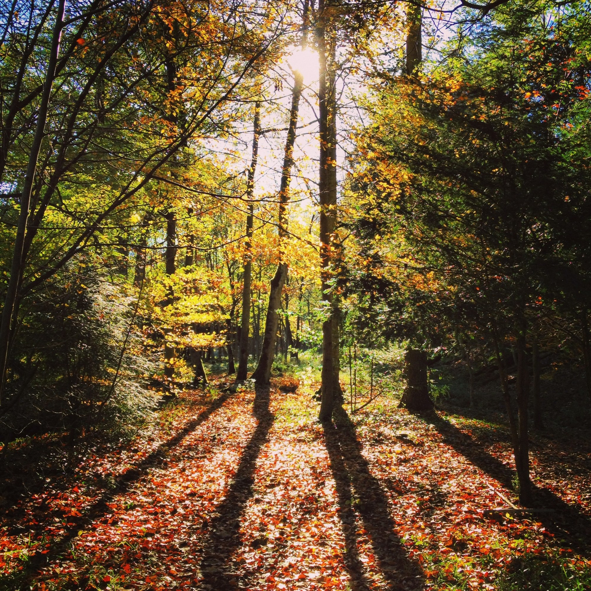 Home Wood (Derbyshire) in Autumn Silver Oak Tree Surgery