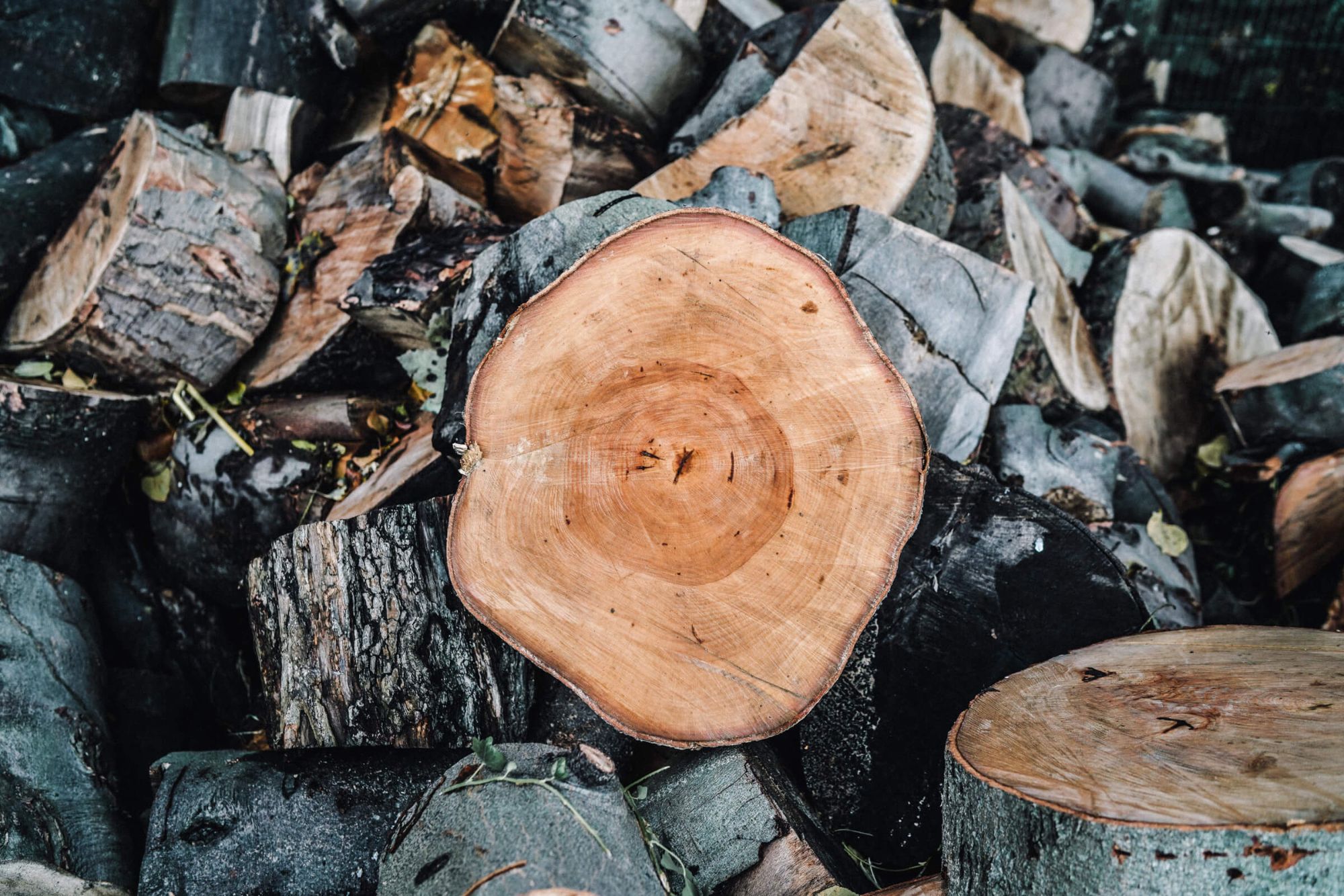 A photo of a tree ring and tree stumps in Sheffield